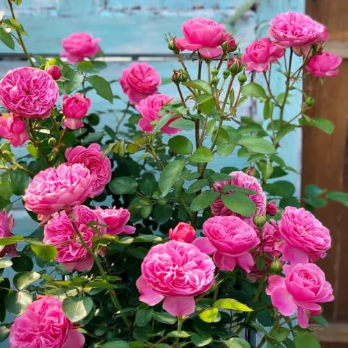 Semillas de rosal, raras, silvestres Semillas de rosa trepadora, Rosa chinensis, las trepadoras son resistentes Las perennes son 500pcs