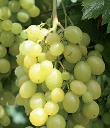 Vitis vinifera 'Unio' – Winterhart, Mehrjährig – Weinrebe – Kletterpflanze für Pergola & Rankhilfe