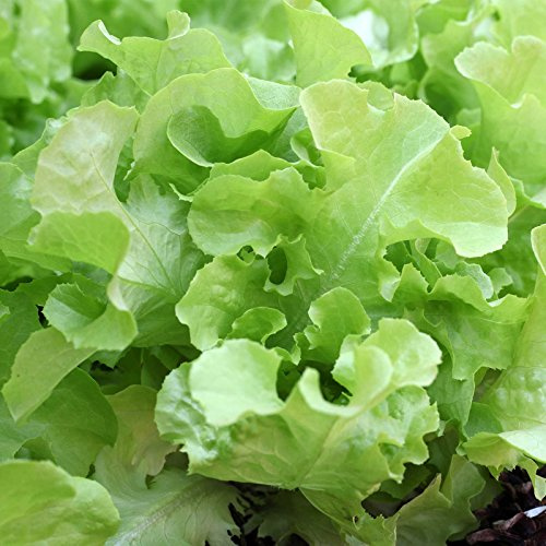 Leaf Lettuce Garden Seeds - Oakleaf - 4 Oz ~100,000 Seeds - Non-GMO, Heirloom Vegetable Gardening & Microgreens Seed - Oak Leaf