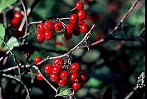 Apfelbeere, Rote Apfelbeere 40-60 cm - Aronia arbutifolia 'Brilliant' | 40-60 cm pot