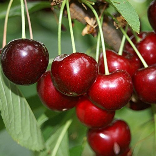 Schneiders Späte Knorpelkirsche dunkelrote feste Kirsche Halbstamm 150-170 cm wurzelnackt F12/1