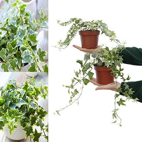 Large White and Yellow Variegated Hedera Helix - Evergreen Ivy Shrub in 13cm Pot - Suitable for Indoor and Outdoor Use (2 Plants)