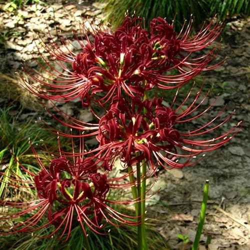 giglio ragno, giglio di sangue - in vaso lycoris radiata rari a primaverile decorazioni giardino per esterni per zone 7bulbi