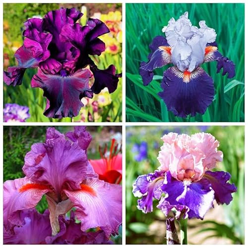 Bulbo di iris, perenne, decorazione de jardin, iris barbuto-5 Bulbis,E