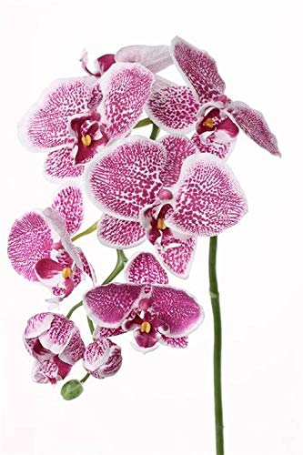 artplants.de Künstlicher Phalaenopsis - Zweig CEDRA, weiß - rosa, 75cm - Kunstblumen - Deko Orchidee