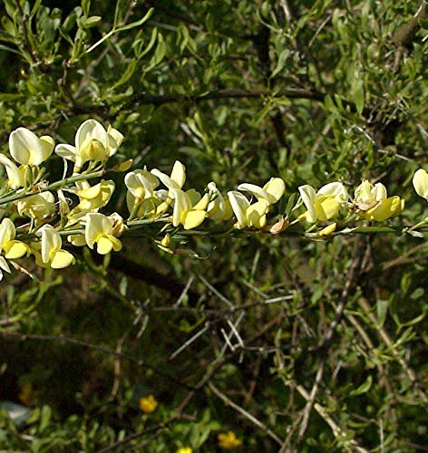Weißer Ginster 40-60cm - Cytisus praecox - lebende Gartenpflanze aus den Baumschulen