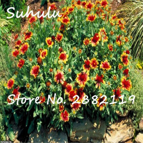 6: Semi di Gaillardia Pulchella 50 Semi/Borsa Semi di coperta Indiana issimi semi di Fiori in giardino domestico Piantare Facile da coltivare
