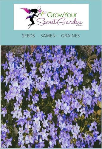 Campanula poscharskyana - Campanule des Murets 50 Graines - vivace