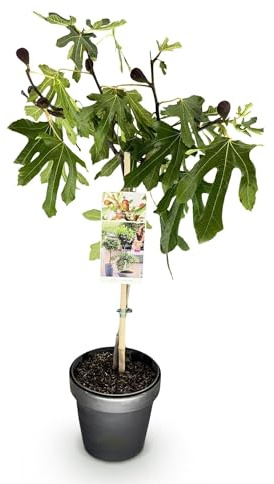 GreenboutiQ - Stamm Pflanze - Ficus carica Little Miss Figgy - Terrassen Pflanze - Laubabwerfend - Winterhart - Grüne Frucht - Topf 19cm Höhe 90cm