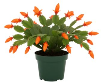 Planta Natural de Cactus de Navidad Flor de Invierno DECOALIVE
