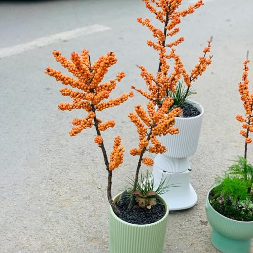 semi di agrifoglio, per giardinieri giardino di arbusti vecchie varietà appartamento semi raro esotico resistenti arbusti 250pcs