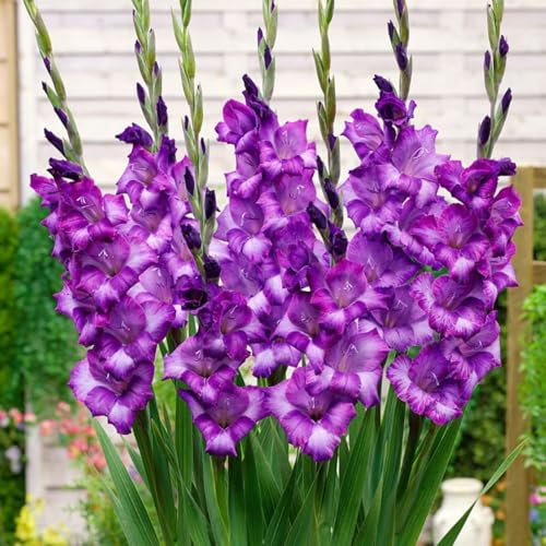 Carbeth Plants - 20 x Gladioli Kim Deep Purple Summer Bulbs - Gladiolus Sword Lilies Herbaceous Perennials Corms - Easy to Grow Pollinator Friendly - Grow in Beds, Borders and Patio Pots
