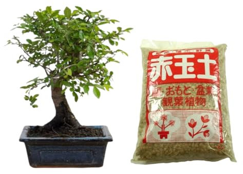 Verdecora Bonsái Zelkova 5 años | En maceta de cerámica 15x10x5cm + Akadama 2L | Zelkova parvifolia | Planta Natural de Interior | Follaje Elegante y Ramificación Compacta | Ideal para Decoración Zen