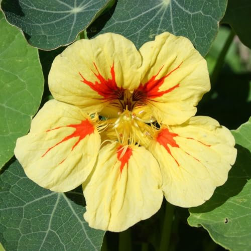 Summer Bedding Plants - Peach Melba Nasturtium Plants Garden Ready - Free Flowering Half-Hardy Annuals for Borders, Beds, Hanging Baskets, and Pots - Tropaeolum Indian Cress (9cm Pots, Pack of 3)