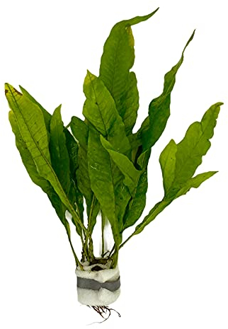 WaterPlants Javafarn, Microsorum pteropus, Barsch, Robust, Wasserpflanze, Aquarium Grün