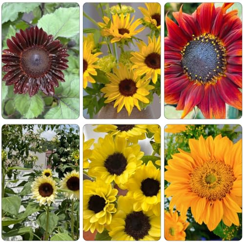 sonnenblumen hochbeet balkon pflanzendeko schnittblumen mehrjährige blumensamen winterharte stauden für pralle sonne topfpflanzen draußen winterhart zimmerpflanze indoor kräutergarten 800samen