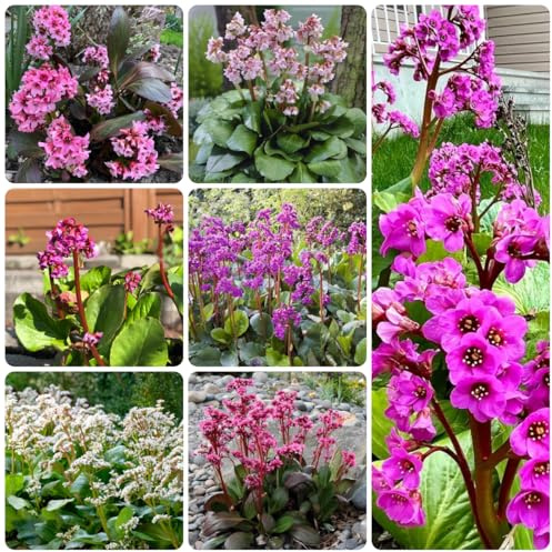 semi di bergenia resistenti, decorazione del soggiorno di bergenia, giardino roccioso resistenti da giardino, 60pcs