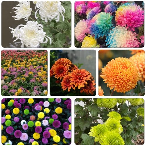 Chrysanthemen blumensaat gartenkräuter sommerblumen schmetterlingsflieder wildblumensamen herbstaussaat winterharte balkonpflanzen mehrjährige blumensamen schnittblumen herbstblumen 700samen