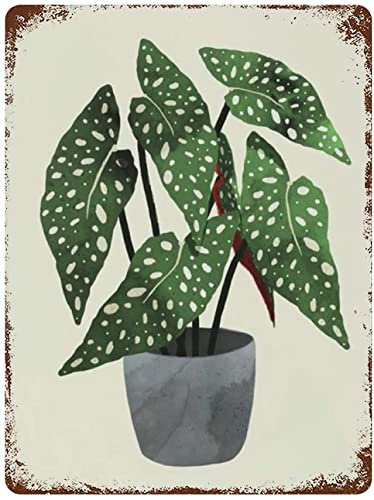 Begonia Maculata Interior Plant Funny Novelty ?Signwall Decor For Home Gate Garden Bars Restaurants Cafoffice Store Pubs Club Funny Vintage Metal Sign Poster 8X12 Inches