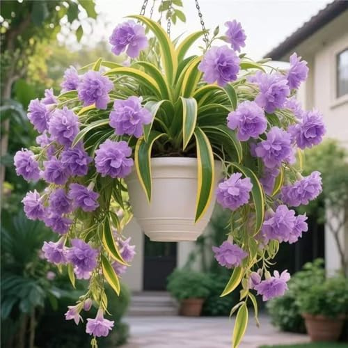 ragnopiante - Chlorophytum comosum balcone di coperto balcone ufficio 6piante
