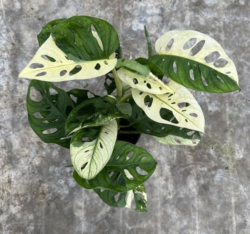 100Pcs Green White Monstera adansonii Plant Seeds