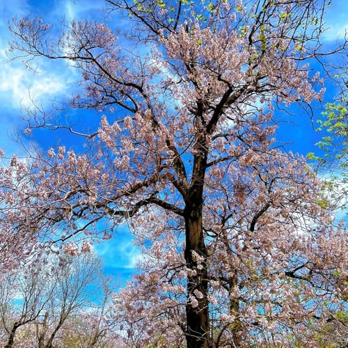 Semillas de Paulownia tomentosa, variedades antiguas semillas de paulownia, exóticas en resistentes al exterior 200pcs