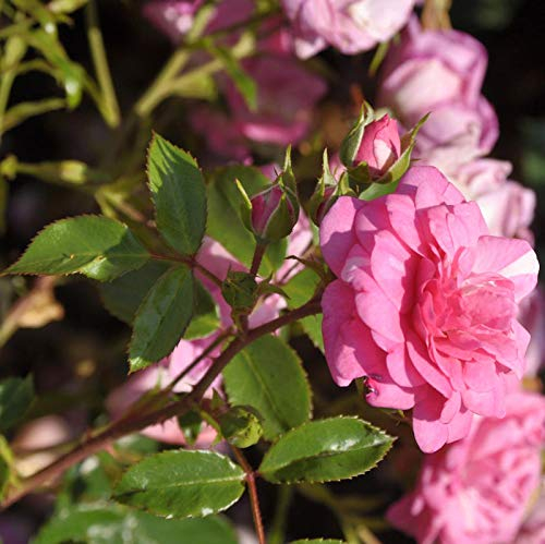 Kletterrose Jasmina® 30-60cm - lebende Gartenpflanze aus den Baumschulen