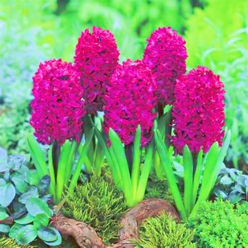 Hyacinth Bulbs Mixed Hyacinth Bulbs/Ornamental Flowers/Wedding Flowers-2bulbs-d