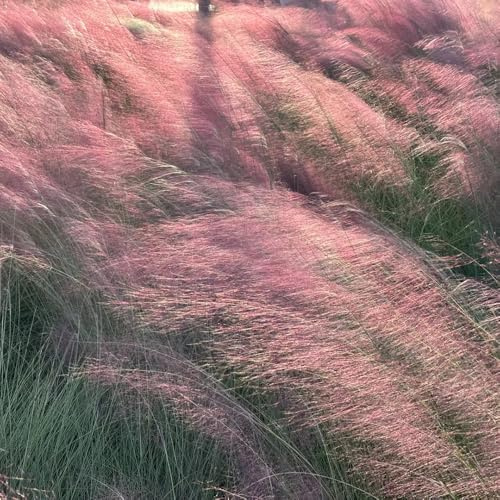 Muhlenbergia capillaris - topfpflanzen draußen winterhart winterharte kübelpflanzen dachbegrünung balkonpflanzen steingartenpflanzen hochbeete für garten bonsai pflanzendeko hochbeett 900samen