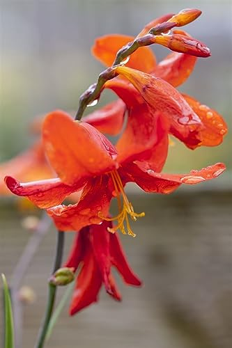 Crocosmia x crocosmiiflora 'Babylon' 11x11 cm Topf – Winterhart, Mehrjährig, Pflegeleicht – Montbretie – Staude für Beet & Rabatte