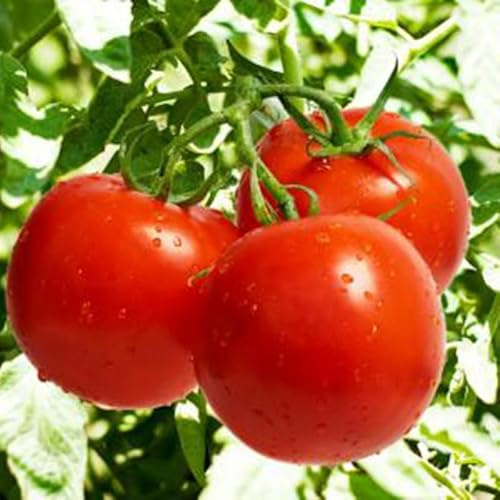 comprar semillas de tomate jardín invernadero alféizar la ventana orgánicas variedades antiguas balcón 300pcs