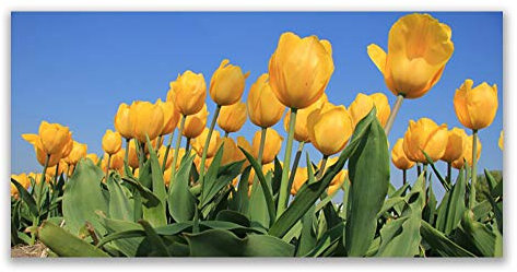 Tulup Acrylic Glass Print 120x60cm Wall Art - Wall Picture Plastic Acrylic Glass - Tulips Floral