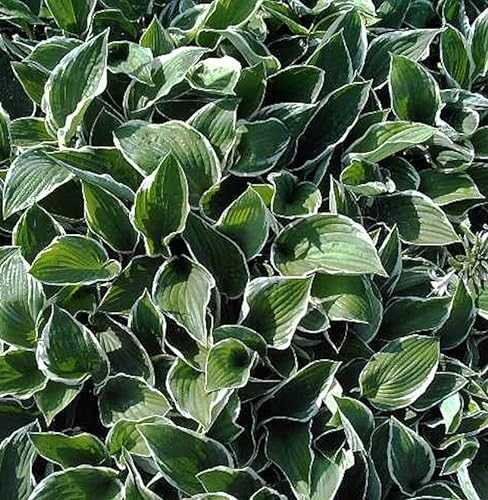 Funkie Francee - großer Topf - Hosta fortunei