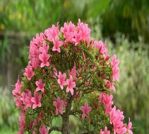100pcs Pink Azaleas Flower Seeds