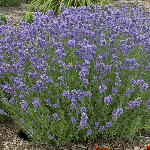 50 Lavender Munstead Dwarf Seeds - Lavandula Angustifolia - 50 Seeds