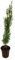 Verdecora Ciprés Común | Ciprés Mediterranéo | Cupressus Sempervirens | Planta natural de exterior | Árbol para jardín, terraza, balcón (maceta Ø13cm)