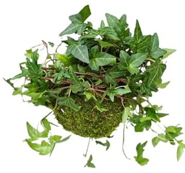 Planta Kokedama -Hiedra - DECOALIVE - Hedera Helix- Musgo Natural