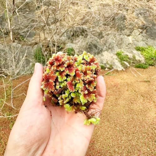 Semillas de lenteja de agua - estanque exótico productos sostenibles verdes regalos para jardineros variedades antiguas acuario jardín acuario 400pcs