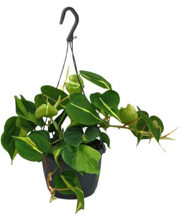 Philodendron Scandens Brasil - 25-35cm - Ø15cm - Pianta d'appartamento - Sempreverde
