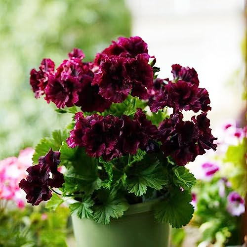 geranien gartenkräuter geranie kräuterpflanzen wildkräuter schmetterlingsflieder wildblumensamen mehrjährig winterhart schnittblumen winterharte stauden für pralle sonne zimmerbonsai 1000samen