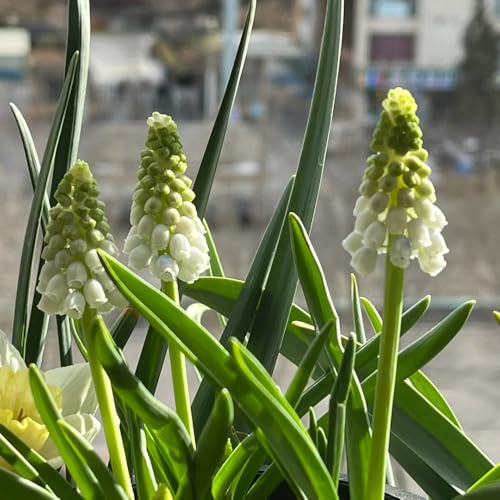 3zwiebeln hyazinthen blumenzwiebel, balkonpflanzen blumenzwiebeln mehrjährig winterhart, minigarten frühlingsblüher