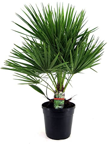Plant in a Box - Chamaerops Humilis - Palma a ventaglio europea - Resistente - Vaso 21cm - Altezza 70-80cm