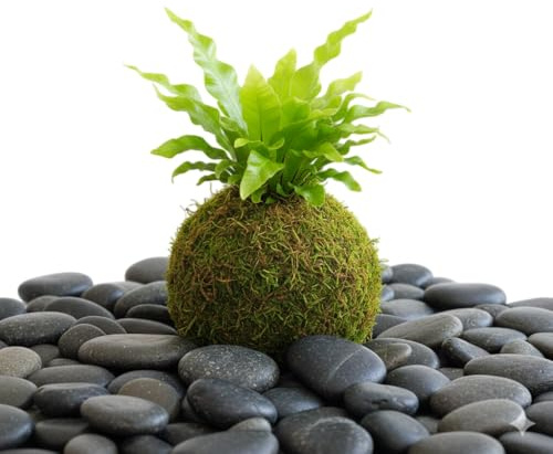 Kokedama Asplenium Helecho Nido de Ave Planta Viva de Interior | DECOALIVE Decoración Natural
