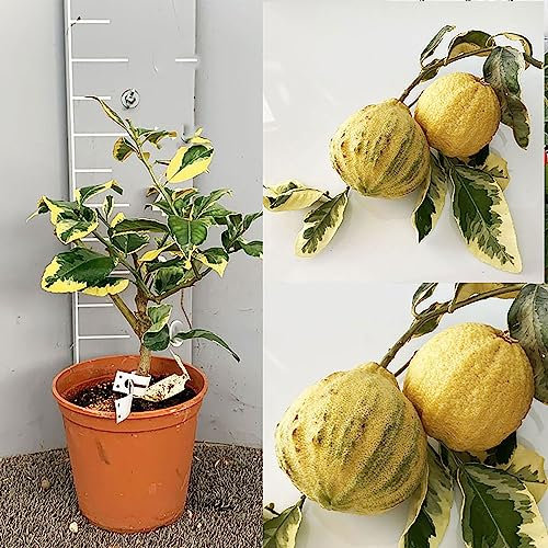 SAVINI VIVAI Planta de cedro, árbol de cítricos, cedro de colores en maceta de 20 cm altura 70 cm 2-3 años de injerto, fabricado en Italia