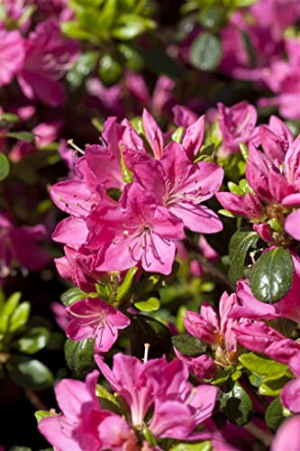Japanische Azalee Rhododendron obtusum Kermesina 40-50 cm winterhart