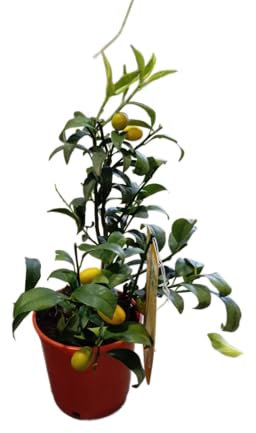 Árbol de Kumquat – Planta Natural Cítrica con Frutas Exquisitas