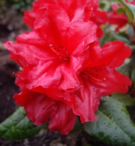 Kleinwüchsiger Rhododendron repens 'Scarlet Wonder' Alpenrose 30-40 cm