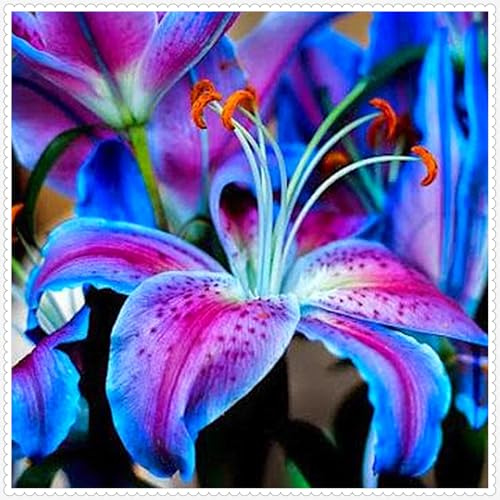 Lilium,Lirio blanco/naturales/Embellecer el entorno,Horticultura,Decoración Del jardín.-4Pcs-I