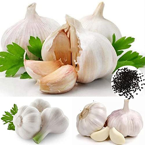 Benoon 50 semillas de ajo unids/bolsa, semillas de verduras, degustación de semillas sin transgénicos, buena cosecha, semillas de sol completo para patio Semillas