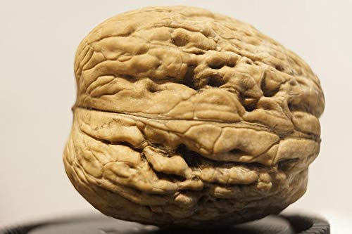 Echte Walnuss - Juglans regia Walnussbaum, 100-120 cm, Ertragreicher Nussbaum, Pflegeleicht & Winterhart, Ideal für Garten & Obstwiese